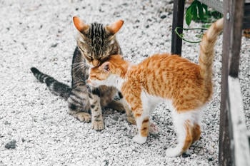 two little black red kittens leaning each other gr two little black red kittens leaning each other gr