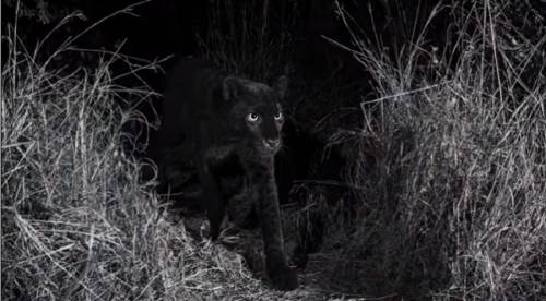 Capture Youtube Will Burrard Lucas Capture Youtube Will Burrard Lucas