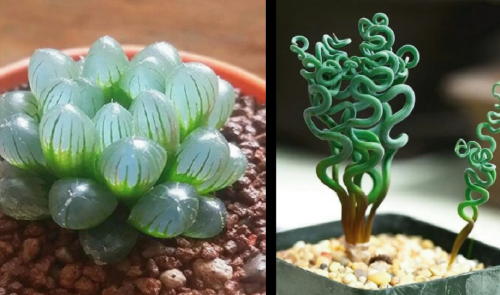 12 bellísimas y extrañas plantas de interior que seguro no conocías y querr..