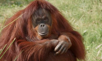 1693406134_archive_orangutan_002