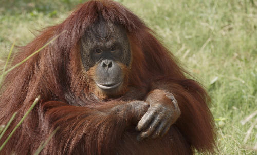 Descubriendo a los orangutanes: 5 datos sobre estos inteligentes primates