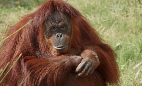 1693406134_archive_orangutan_002 1693406134_archive_orangutan_002