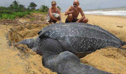Enorme tortuga de 700 kg aparece en barcelona, mira como la levantaron
