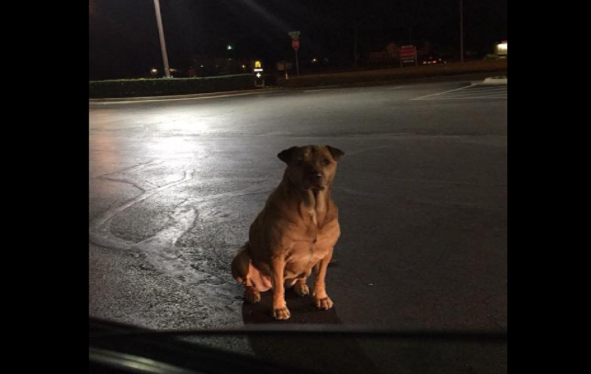 Un perro se hace pasar por callejero para que le den hamburguesas