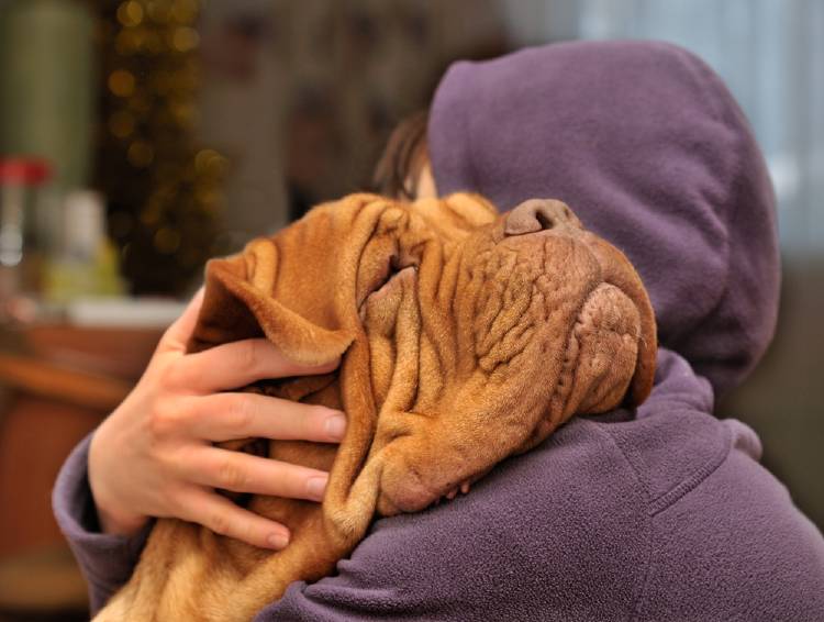 perro muerte mascota