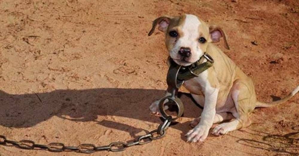 Elevan condena a 5 años de cárcel para quienes maltraten perros o gatos en Brasil. 