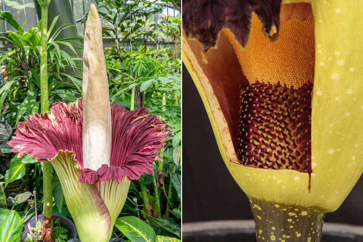 “Flor cadáver”: la planta más aterradora del mundo | Mentes Curiosas