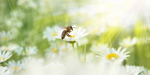 Descubre la sorprendente razón por la cual acabaremos con las abejas