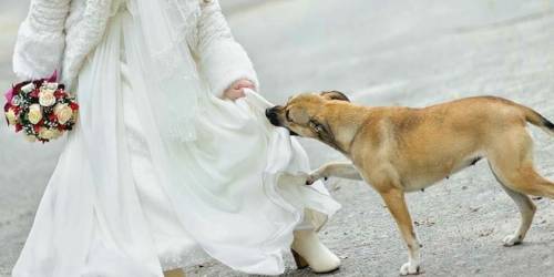 Este perro evitó una tragedia el día de su boda
