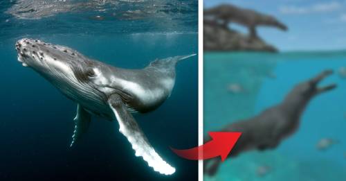 ballenas caminaban pasado ballenas caminaban pasado