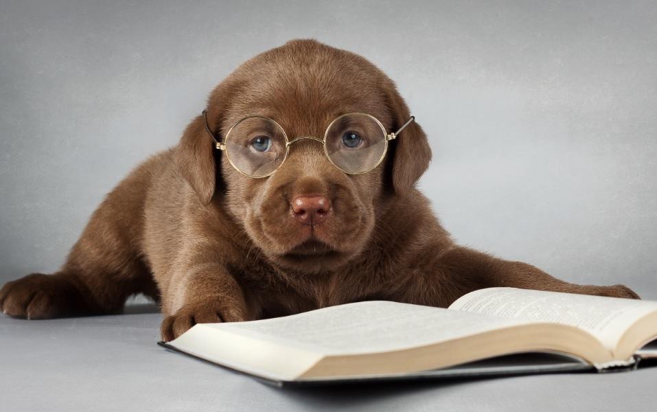 Perros inteligentes