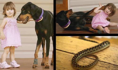 Los padres de esta niña se horrorizaron al ver como su perro la arrastraba de..