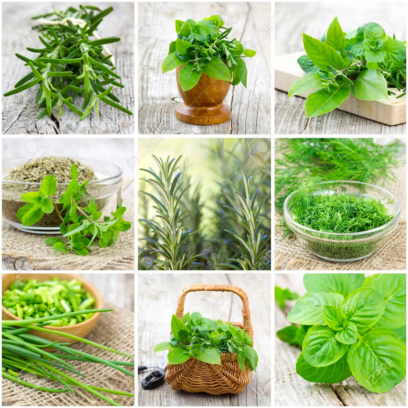 plantaslocas plantaslocas