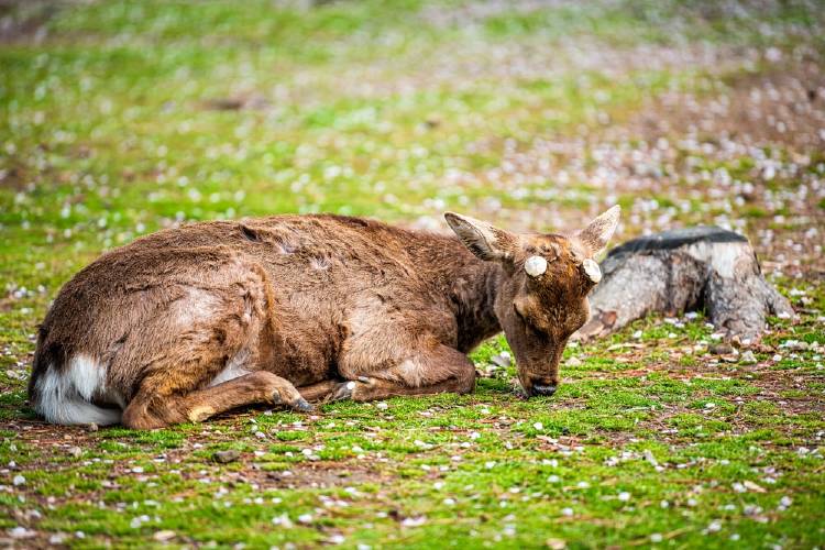 Ciervo descansando en el césped rodeado de flores de cerezo