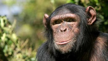 chimpance chimpance