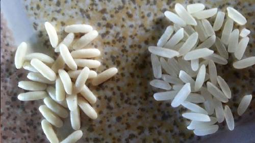 ¿Está llegando arroz de plástico a tu país? Te explicamos cómo reconocerlo