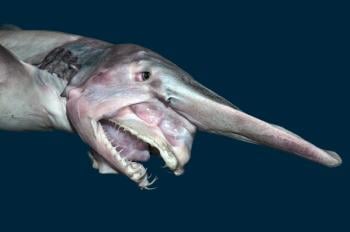 was_the_goblin_shark_thought_to_be_extinct