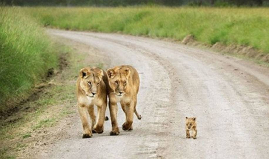 16+ fotos de animales con sus pequeños hijos que te van a derretir el corazón