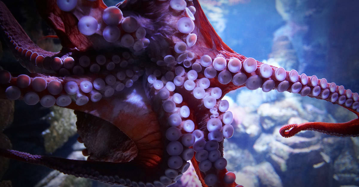 Graban al mítico calamar gigante en el Golfo de México