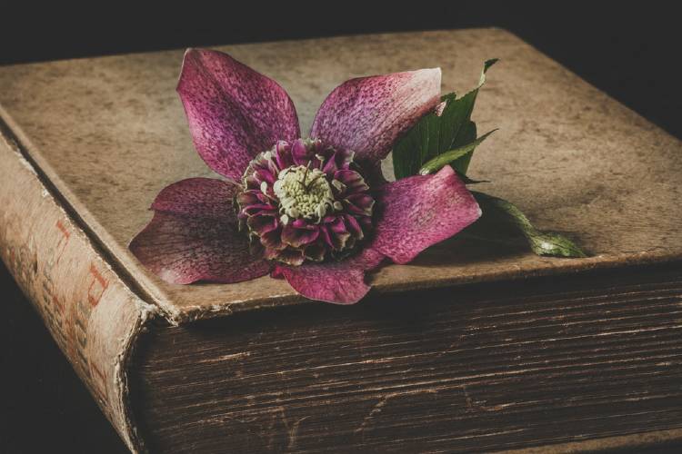 Libro antiguo con una flor encima