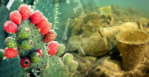 nopa posible solucion problema plastico nopa posible solucion problema plastico