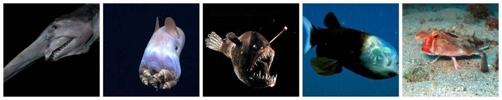 Las 5 especies marinas más raras hasta ahora descubiertas.