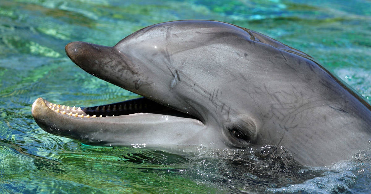 Canadá prohíbe el cautiverio de ballenas y delfines