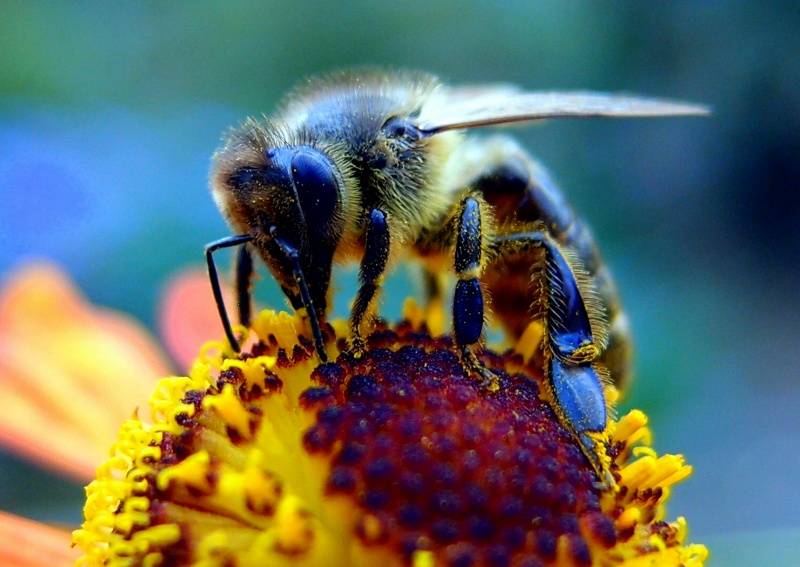 Las abejas comparten una habilidad con los humanos, ¡descubre cuál es!