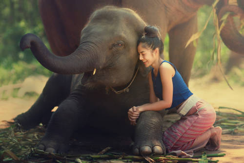el amor animal se ve en una mujer que abraza a un elefante