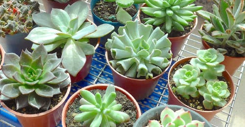 energia transmiten suculentas hogar energia transmiten suculentas hogar
