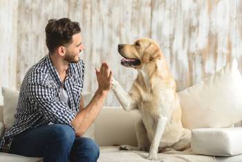 perro mascota dueño