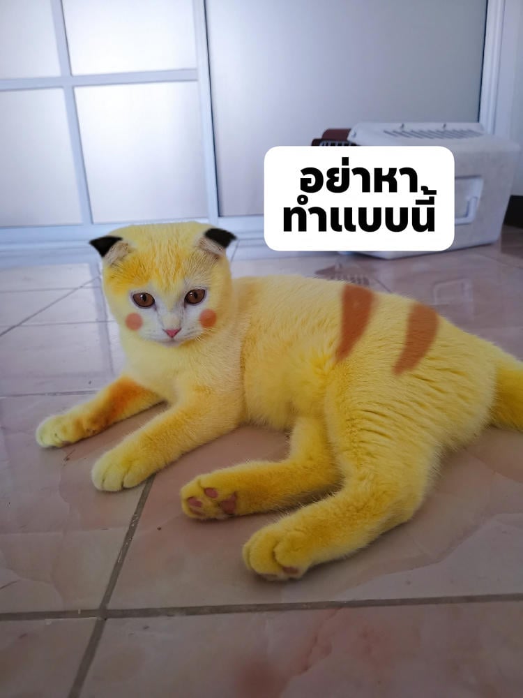 pika cat 1 pika cat 1