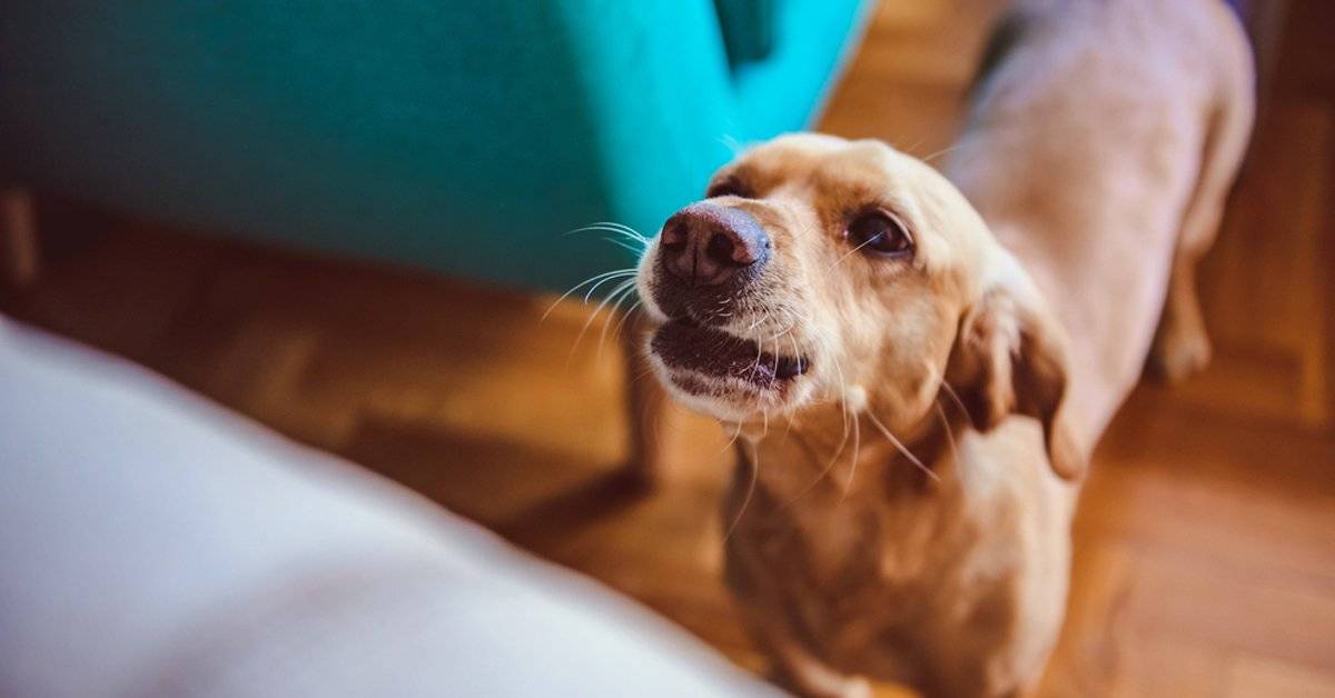 La ciencia demuestra que los perros pueden detectar a una mala persona