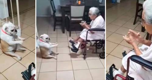 La abuela canta y el bulldog baila, ¡qué gran equipo hacen este par!