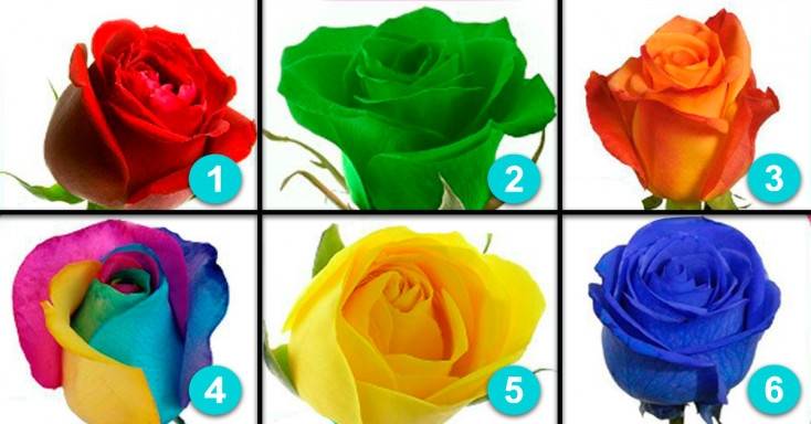 Extraña relación existe entre una rosa y tu personalidad.