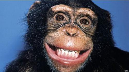 140206183224 mono travieso promos 624x351 spl 140206183224 mono travieso promos 624x351 spl