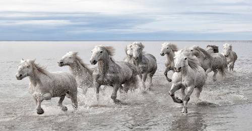Increíble sensación de libertad y fuerza, causan los caballos galopando en e..