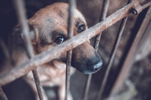 Australia castigará a maltratadores de animales con hasta 2 años en prisión