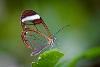 mariposa mariposa
