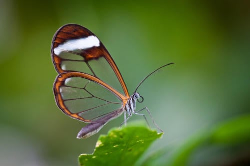 Conoce a la mariposa más hermosa y sorprendente del mundo
