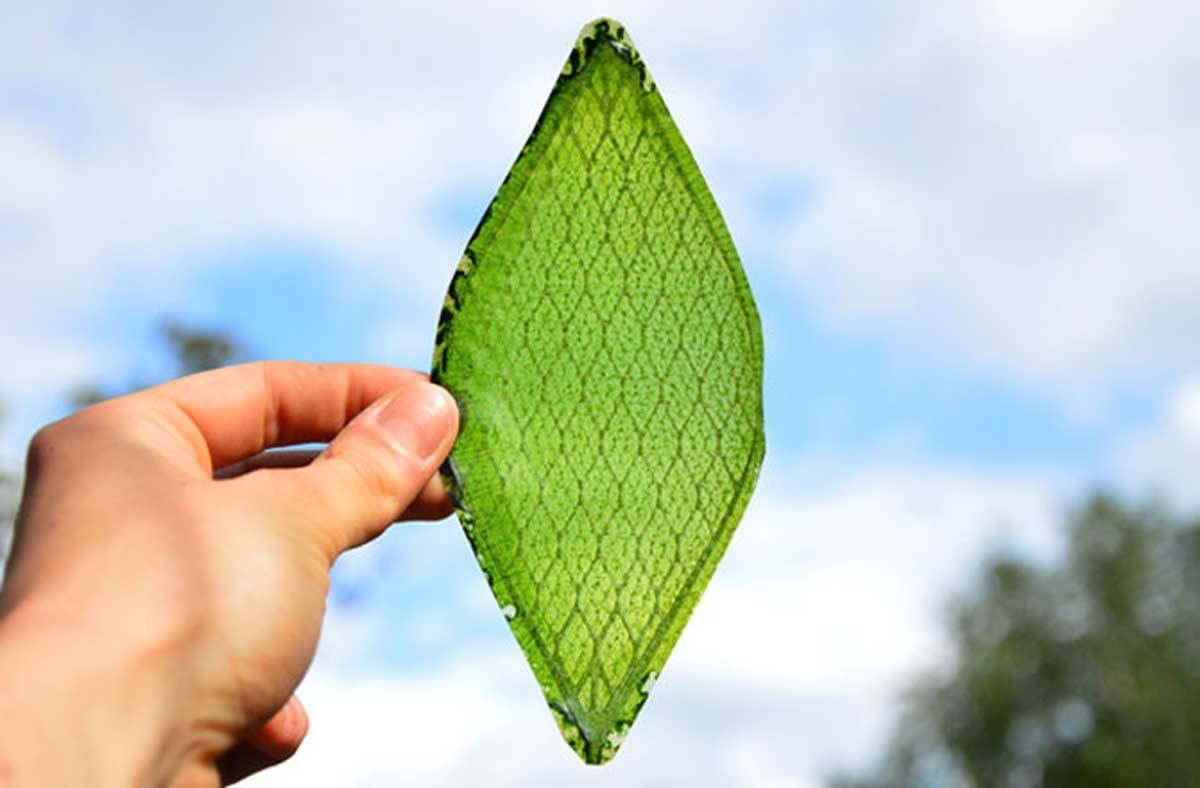 La hoja artificial capaz de hacer la fotosíntesis