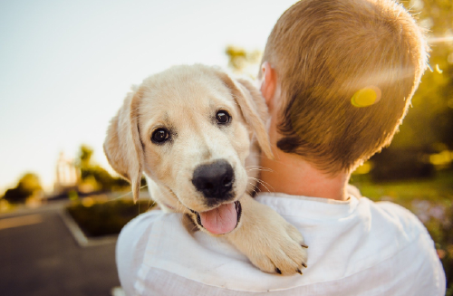 perro Estos son los motivos por los que los perros lamen a las personas