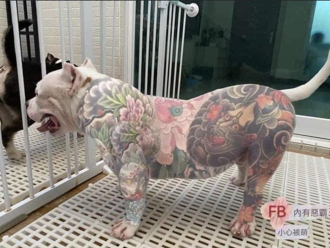 Dueños que tatúan a sus mascotas