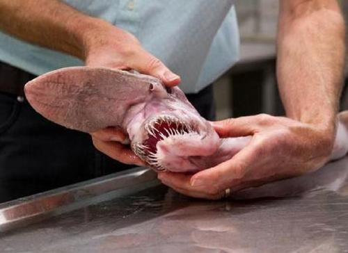 when was the last goblin shark seen when was the last goblin shark seen