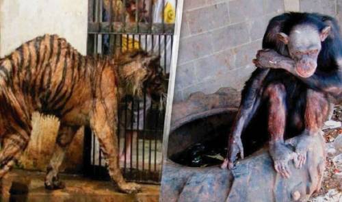 El lugar más tenebroso que puedas conocer es el zoológico de la muerte