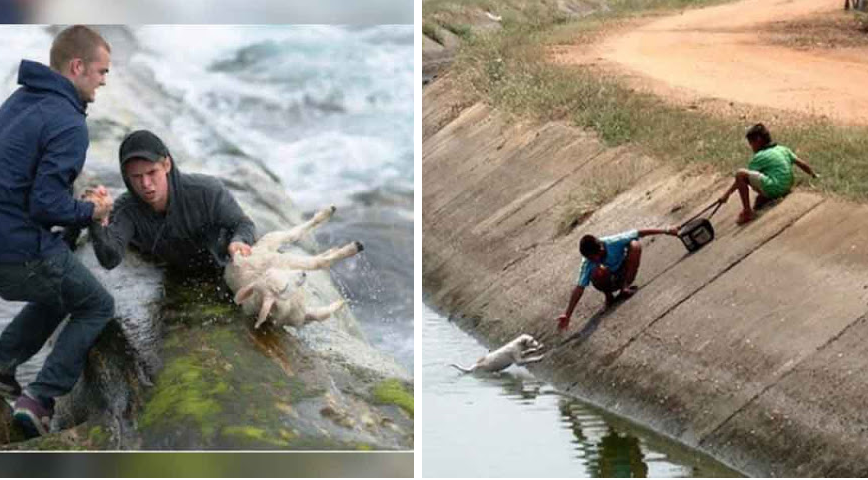 Estas personas arriesgaron su vida para salvar a pequeños animales