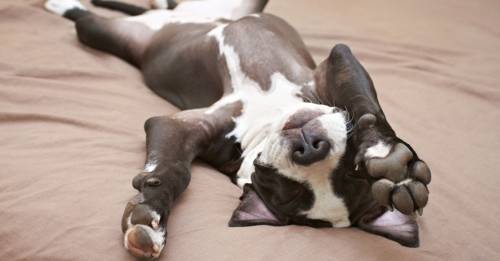 Estas 6 posturas de sueño te ayudarán a entender mejor a tu perro