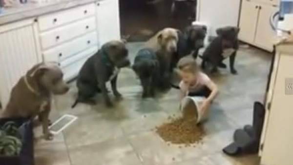 Mira lo que hacen estos pitbulls hambrientos cuando una pequeña les pone comida