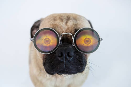 perro anteojos perro anteojos