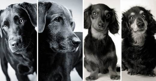 Proyecto fotográfico: ¿cómo envejecen los perros?